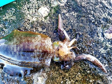 アオリイカ3杯あがりました!!