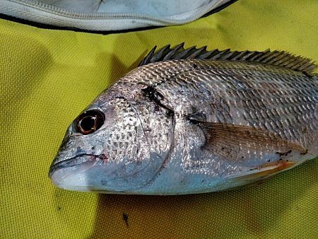 キビレ釣れました!!