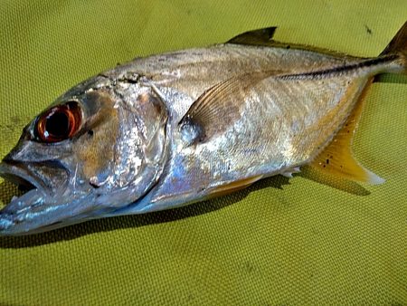 メッキが釣れましたね!!