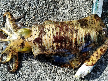 アオリイカ　昼間も釣れました!!