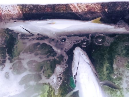 ヒラマサキャスティング