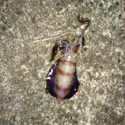 まだまだ小さい