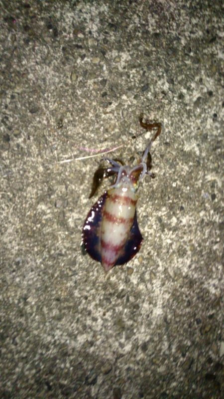 まだまだ小さい