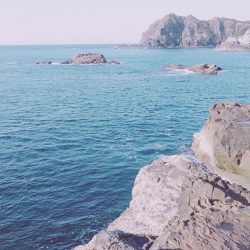 アオリイカ、アカハタ