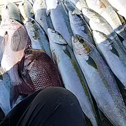 大物釣果速報！●光義丸：平戸市早福港