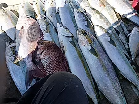 大物釣果速報！●光義丸：平戸市早福港