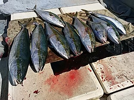 大物釣果速報！●光義丸：平戸市早福港