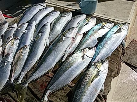 大物釣果速報！●光義丸：平戸市早福港