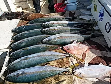 大物釣果速報！●光義丸：平戸市早福港