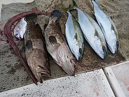 大物釣果速報！●光義丸：平戸市早福港