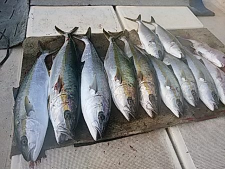 大物釣果速報！●光義丸：平戸市早福港