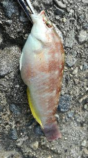 ショアジギングで大物掛かった