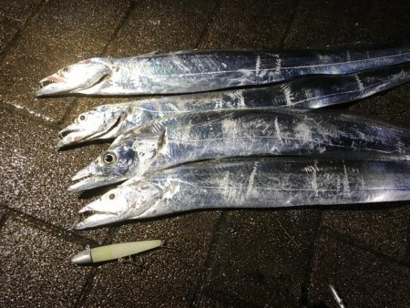 灘浜のタチウオ