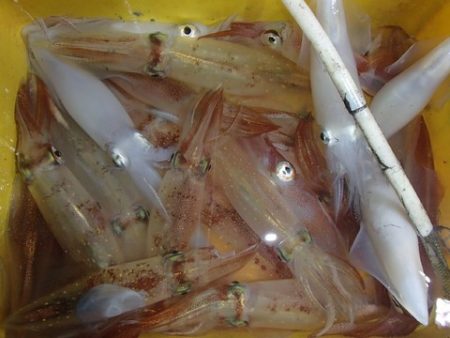 第二むつ漁丸 釣果