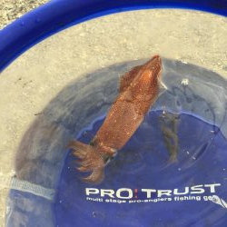 デイヒイカ楽しすぎ!