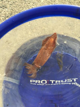 デイヒイカ楽しすぎ!