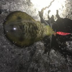 中紀で秋イカ、もうそろそろ中紀のエギングも終盤か、、、。