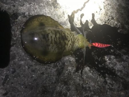 中紀で秋イカ、もうそろそろ中紀のエギングも…