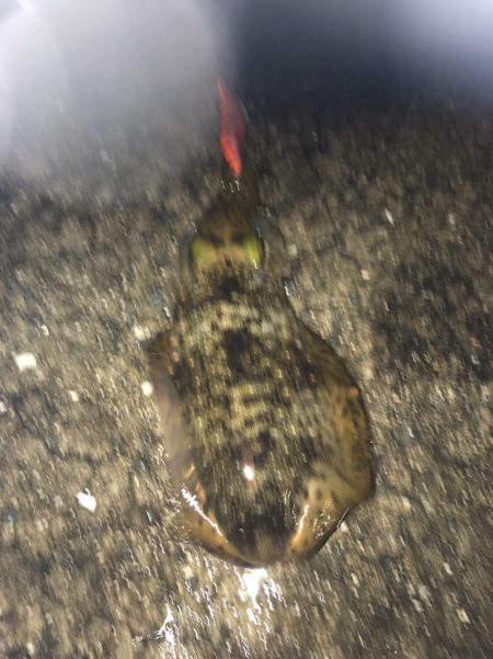 中紀のエギングでアオリイカにヒラメにタコｗ