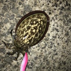 状況激シブの中エギングでアオリイカin北西風の中紀