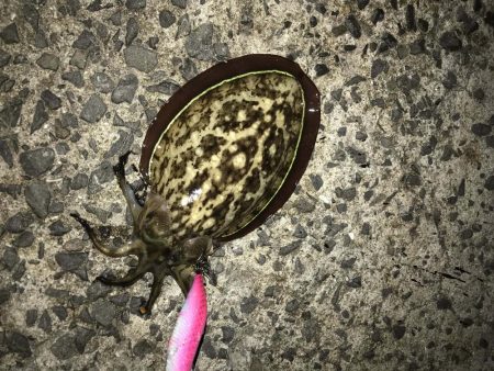 状況激シブの中エギングでアオリイカin北西風の中紀