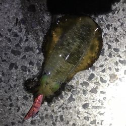 秋イカエギングでアオリイカ。急にサイズと数が減った気が、、、