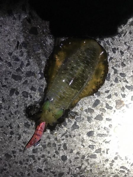 秋イカエギングでアオリイカ。急にサイズと数が減った気が、、、