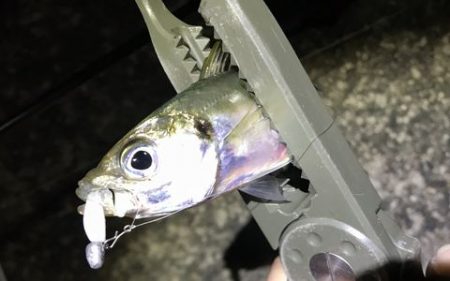 なんとかアジ発見