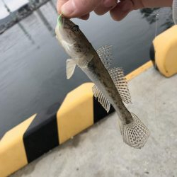 ちょい投げ、足元釣り