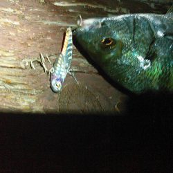 浜名湖 クロダイ シーバスは釣れず