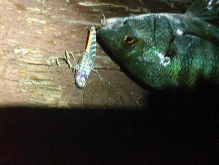 浜名湖 クロダイ シーバスは釣れず