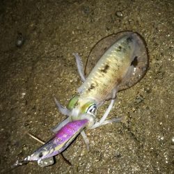 良型には逢えず