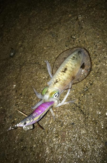 良型には逢えず