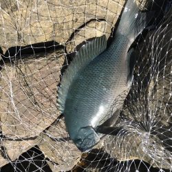 フカセ釣り エギング