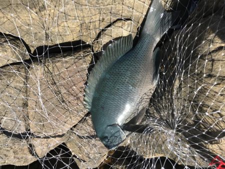 フカセ釣り エギング