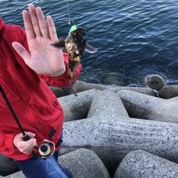 タチウオ撃沈ガシラ好調！