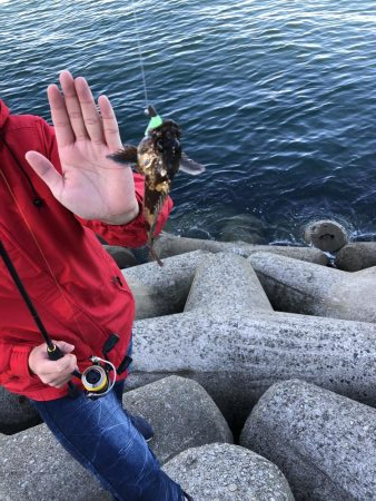 タチウオ撃沈ガシラ好調！