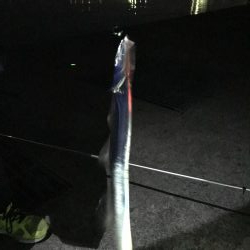 なんとかタチウオ！