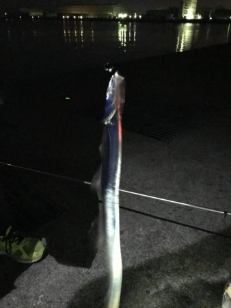 なんとかタチウオ！