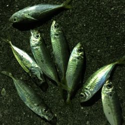 ライトライトライト