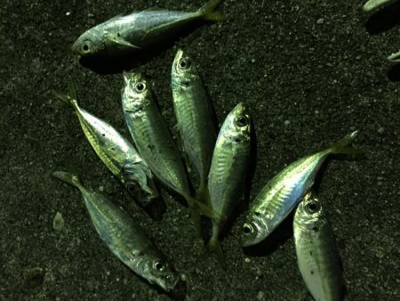 ライトライトライト