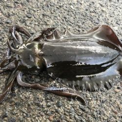 秋イカ自己最高800g