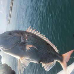 サップフィッシング