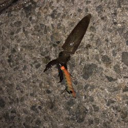 リベンジマッチ