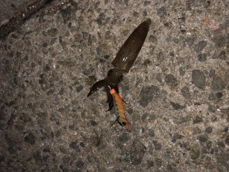 リベンジマッチ