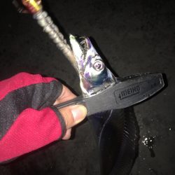 地合い無く厳しいタチウオ