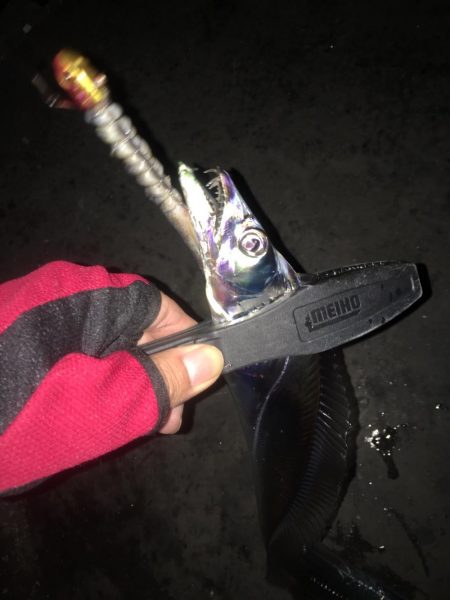 地合い無く厳しいタチウオ