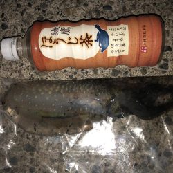 エギングも終わりかな？