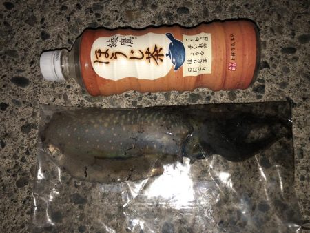 エギングも終わりかな？