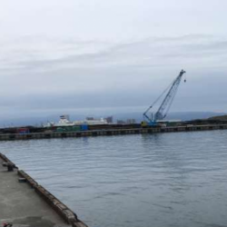 まだ太刀魚はシブい